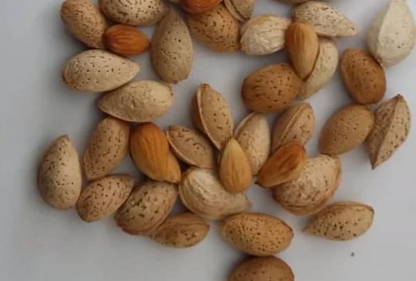 تصویر 5 از خرید و قیمت بادام کاغذی خام + فروش صادراتی